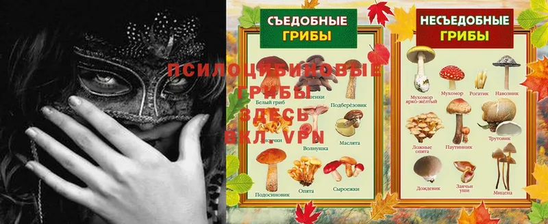 магазин продажи   Лесозаводск  Галлюциногенные грибы Psilocybine cubensis 